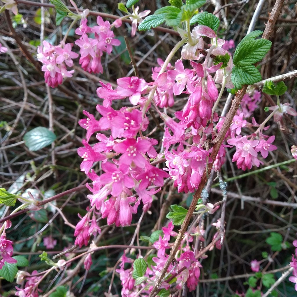 flowering currant bush, pink flowers, used to make cordial, herbal tea and this frozen dessert
