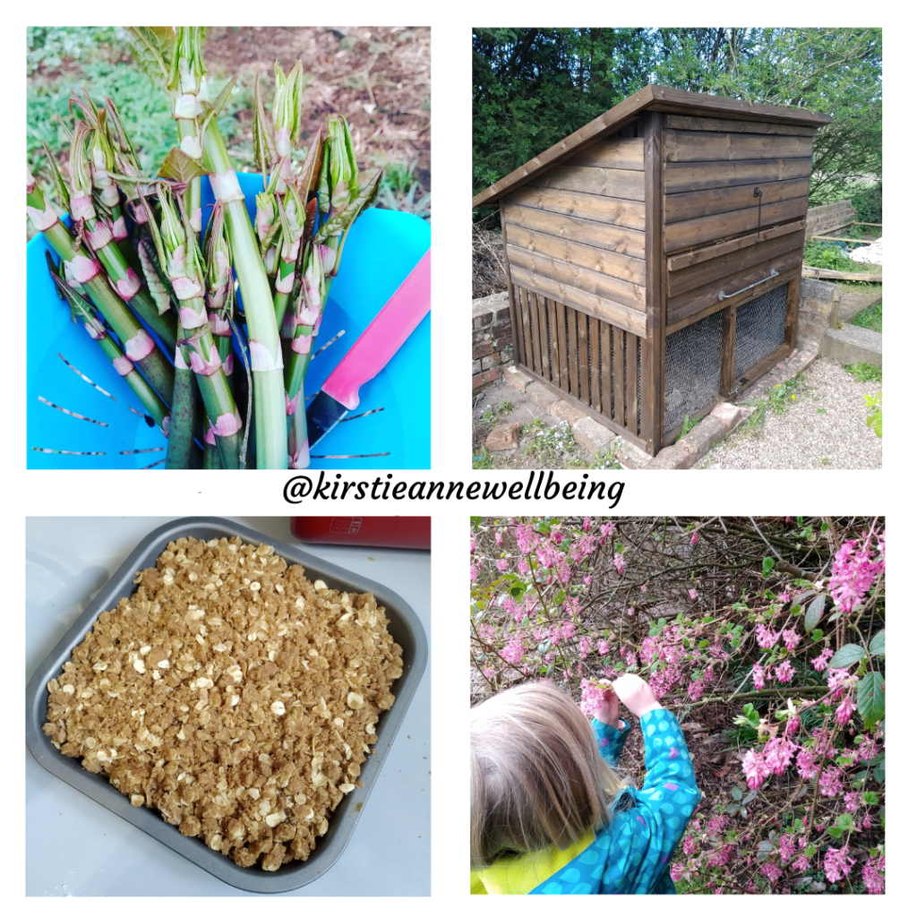 japanese knotweed crumble, a chicken coop and a small child gathering flowering currant for cordial