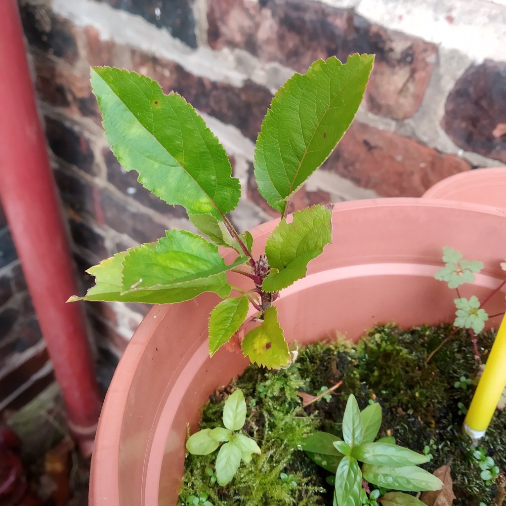 baby apple tree growing a pot - get planting more trees in national tree week
