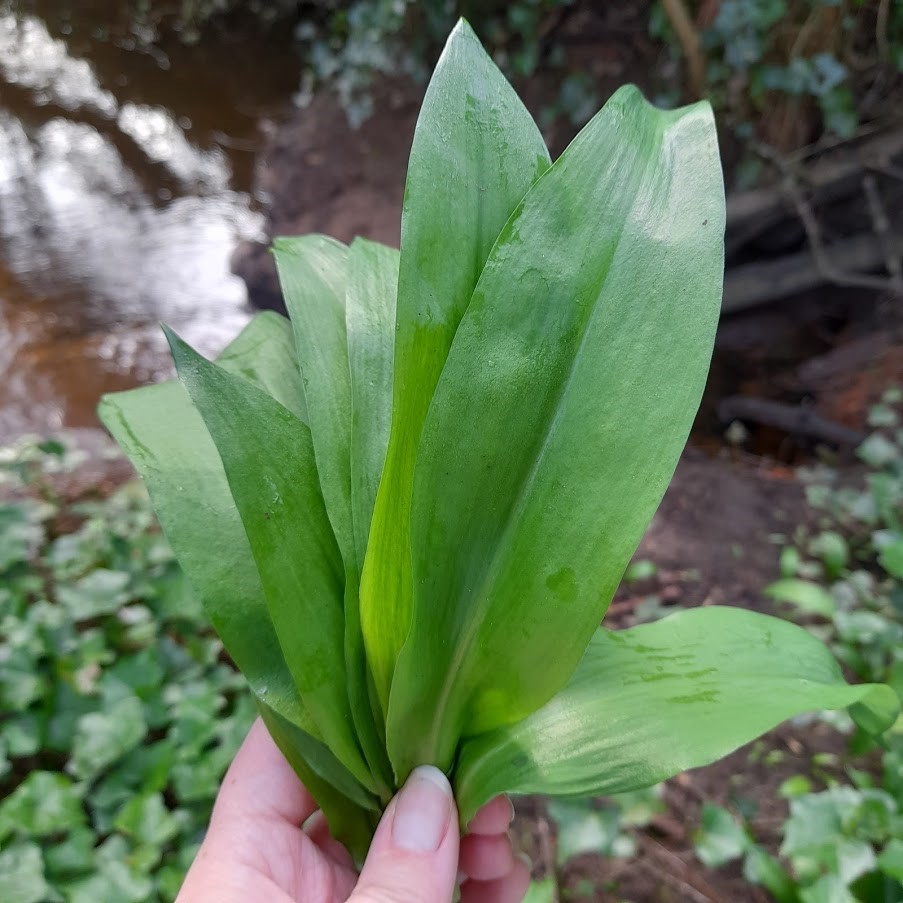 A handful of picked wild garlic leaves